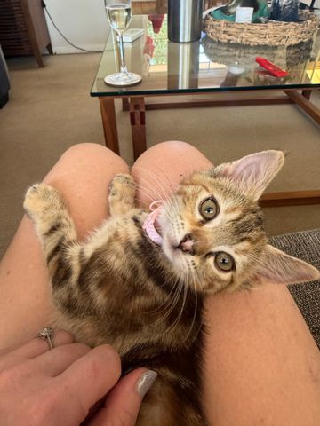 Baulkham Hills - Photo 2