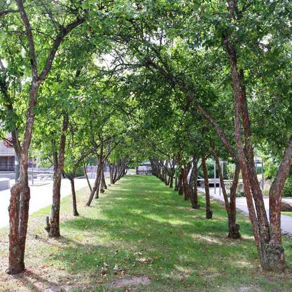 Flamman, Västanågatan 22.105 - Foto 1