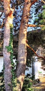 Beckasinvägen, Falsterbo - Foto 4