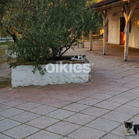 Ράντσο για ενοικίαση Πλαγιάρι (Μίκρα) - Φωτογραφία 3