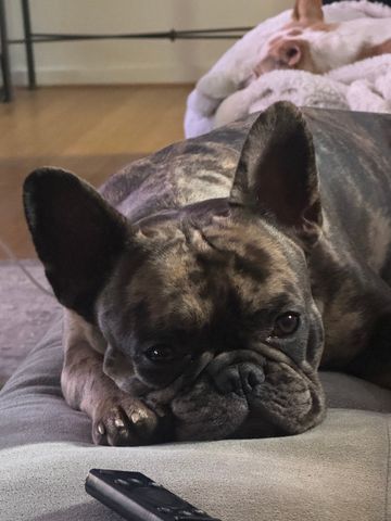 Weetangera - Photo 5