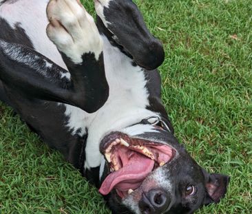 Marrickville - Photo 4