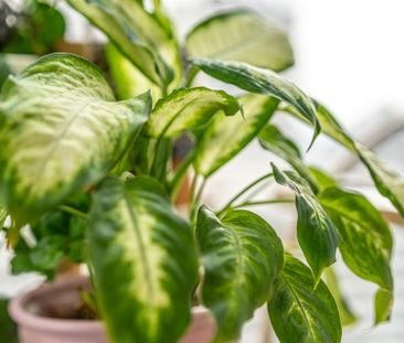 For Lease - 33 Helendale Avenue Unit# 1806, Toronto, Ontario - Photo 4