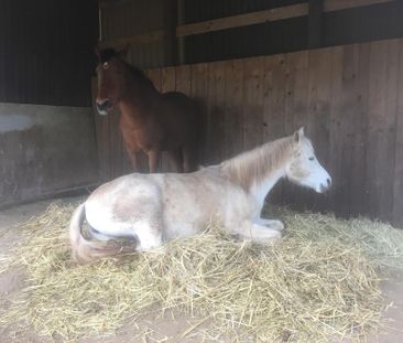 Wohnen mit Pferd 3ZKB auf Pferdehof - Photo 6