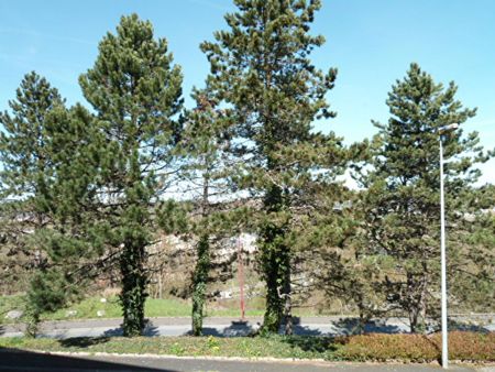 Location Appartement 1 pièce 32m² - Photo 4