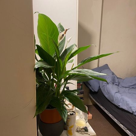 Room in a Shared Flat, Beresford Road, N8 - Photo 3