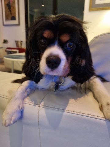 Darlinghurst - Photo 5