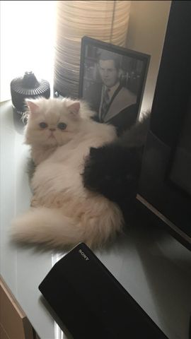 Port Melbourne - Photo 3