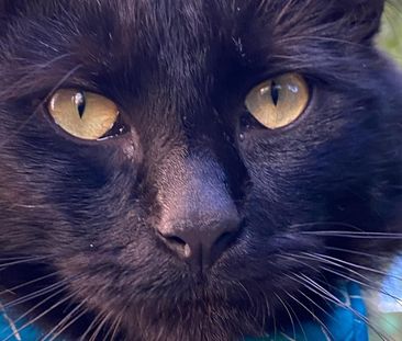 Renown Park - Photo 4