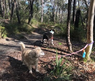 Frenchs Forest - Photo 2