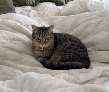 Mermaid Beach - Photo 3