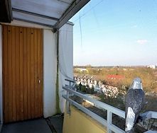 Schön möblierte Wohnung mit Dachgarten in Ostheim, Köln - Photo 5