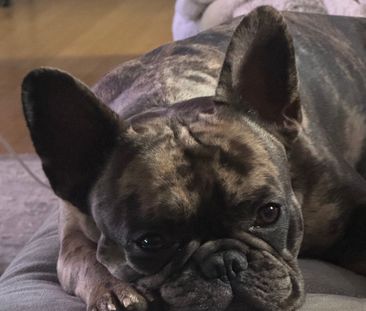 Weetangera - Photo 1