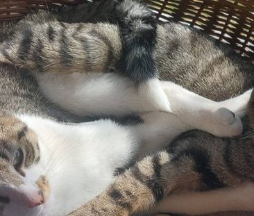 Huize Sarijopen - Foto 4