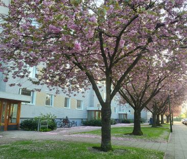 Ingenjörsgatan, Malmö - Photo 3