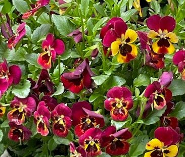 Lower Plenty - Photo 4