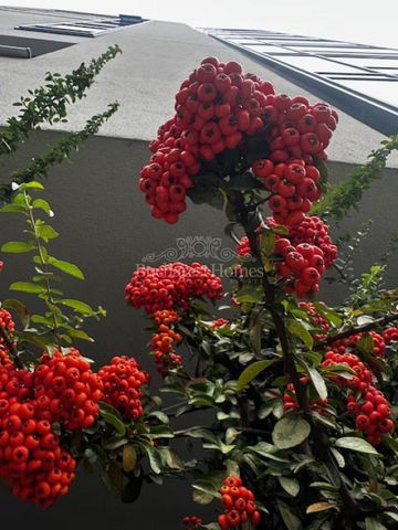 Contemporary Two Bedrooms with Terrace, Icoanei - Fotografie 2