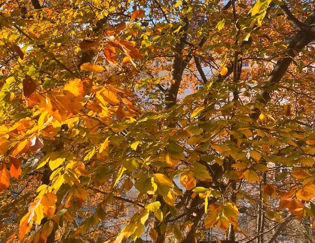 TAUSCH/SWAP 1- Zimmerwohnung gegen min. 2 Zimmer - Photo 1