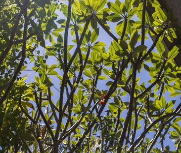 2/2A Strickland Street, Rose Bay NSW 2029 - Apartment For Rent | Do... - Photo 6