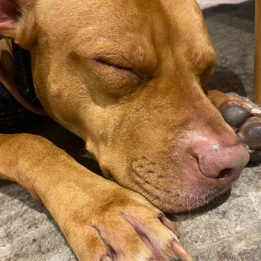 Lalor Park - Photo 1