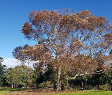 49 Wright Street, McKinnon VIC 3204 - House For Rent | Domain - Photo 5
