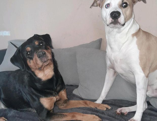 2 Zimmer Wohnung Gesucht - Photo 1