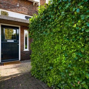 Anna van Engelandstraat - Photo 2