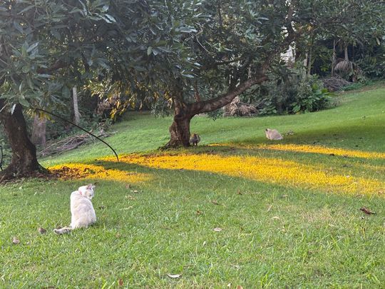 Tamborine Mountain - Photo 1