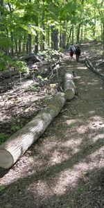 GRAND 4 1/2 PLACE DARLINGTON CARTIER Côte-des-Neiges - Photo 4