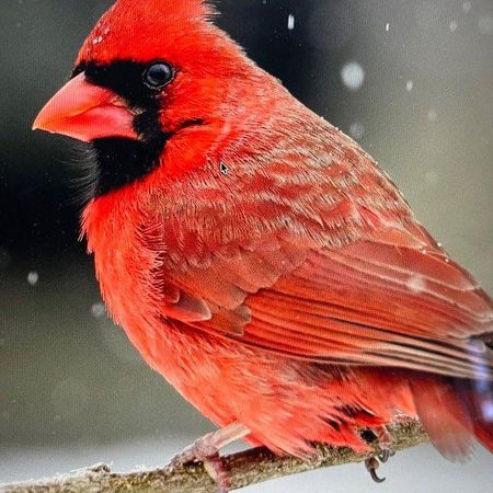 4 1/2 D’EXCEPTION - 3 choix de TOUT INCLUS - libre maintenant - 2045$ - Photo 4