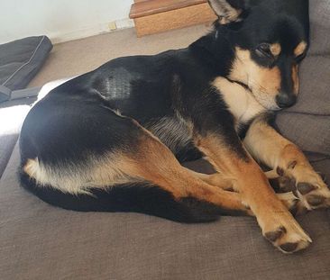 Templestowe Lower - Photo 1