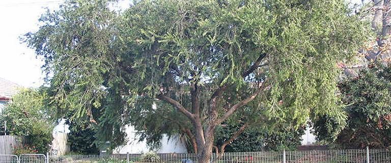 Canley Vale - Photo 1