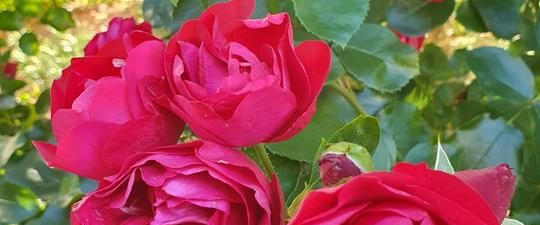 Gepflegte 2 ZKB in Neuhof-OT - Foto 1