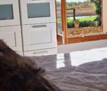 Casa o chalet de alquiler en Ctra Palma- Porto Petro, Km 33, Zona R... - Photo 5