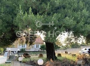 Μονοκατοικία για ενοικίαση - Καπανδρίτι - Photo 1