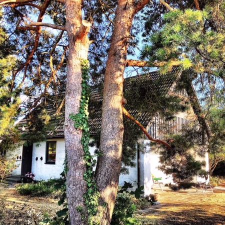 Beckasinvägen, Falsterbo - Foto 4