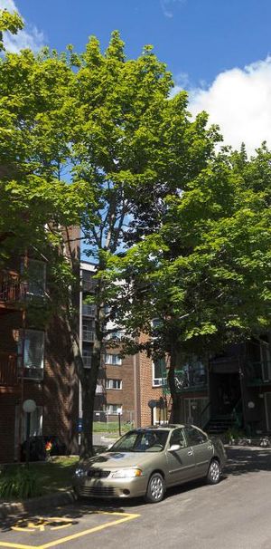 4 1/2 Charlesbourg - Henri-Bourassa - Place Gilbert- décembre - Photo 1