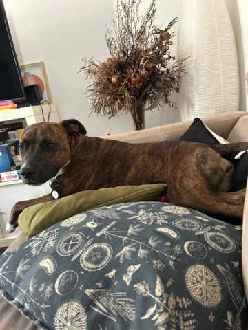 Montmorency - Photo 3