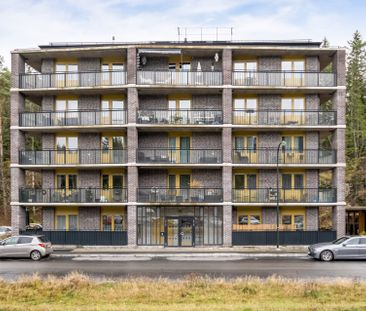 Gaffelseglet, Vega - Photo 1