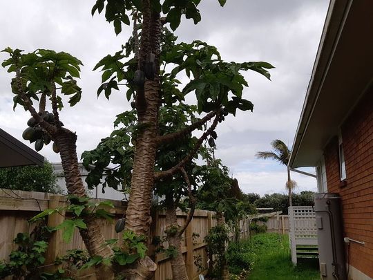 1 BDR-A Charming Coastal Retreat on Kiwi Esplanade - Photo 1