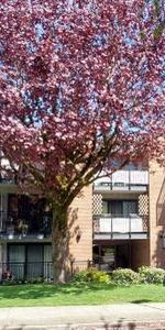 Kitsilano, , Balcony, Hardwood Floor, Quiet & Safe, Feb 1st ,2025. - Photo 4