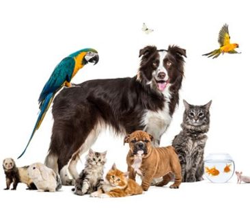 Stanmore Bay Pet Friendly - Photo 3