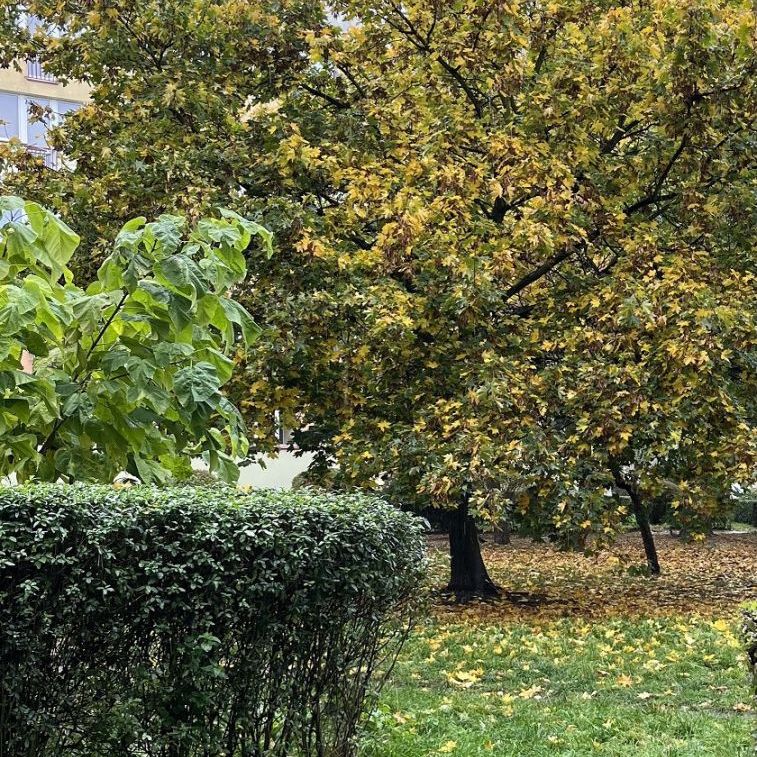 2 pokojowe do wynajęcia Legnica obręb Zosinek - Photo 1