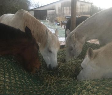 Wohnen mit Pferd 3ZKB auf Pferdehof - Photo 5