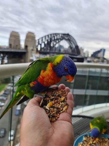 Milsons Point - Photo 3