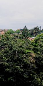 233 Alison Road,Randwick,New South Wales 2031, Sydney - Photo 4