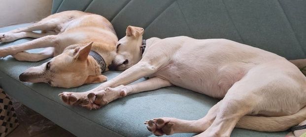 Room in a Shared House, Amesbury Ave, SW2 - Photo 1