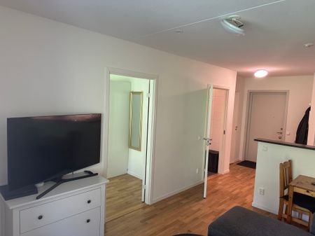 Gaffelseglet, Vega - Foto 2