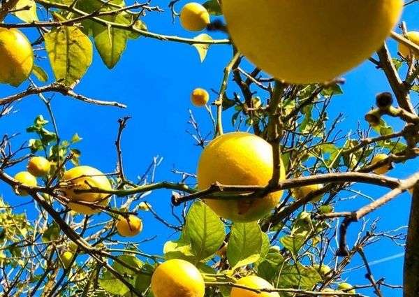 Farmhouse - Estepona (Costa Del Sol Occidental-Área)