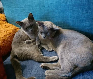 Karolinagatan, Solna - Foto 3